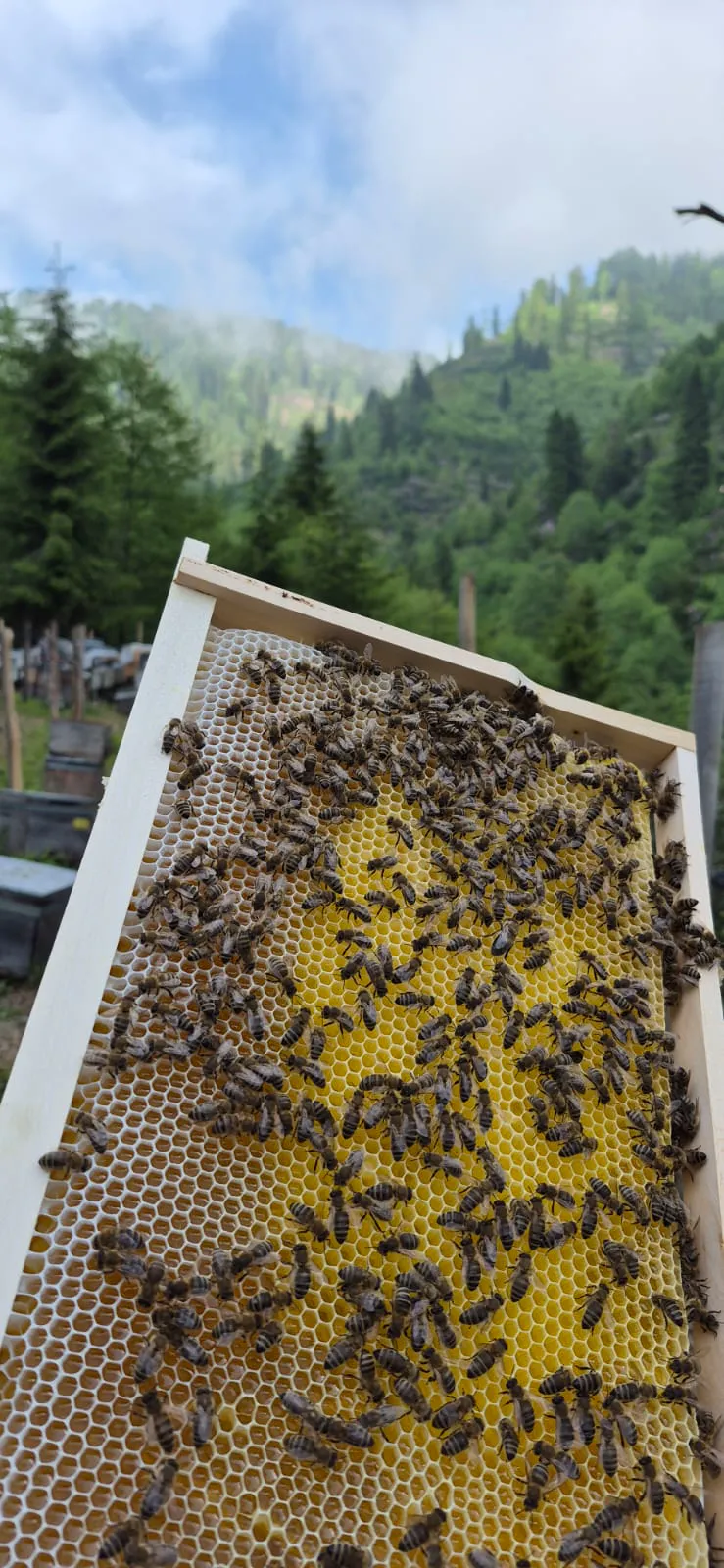 Bee hive and honey production